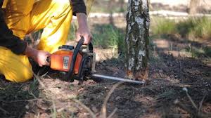Best Tree Mulching  in Bellmawr, NJ