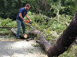 Professional Tree Services in Bellmawr, NJ