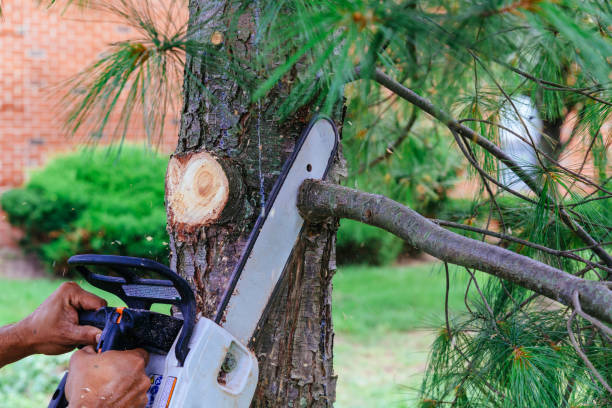 Tree and Shrub Care in Bellmawr, NJ